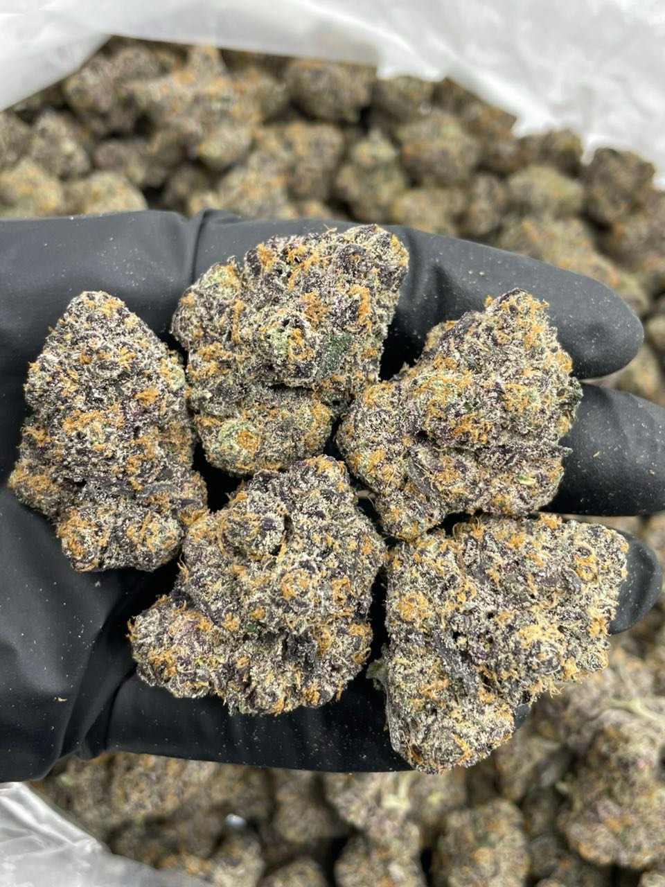 Passion Fruit Strain | Tropical Citrus Cannabis Flower Passion Fruit Strain | Tropical Citrus Cannabis Flower