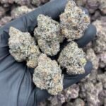Wizard Trees Strain | Premium Exotic Hybrid Flower