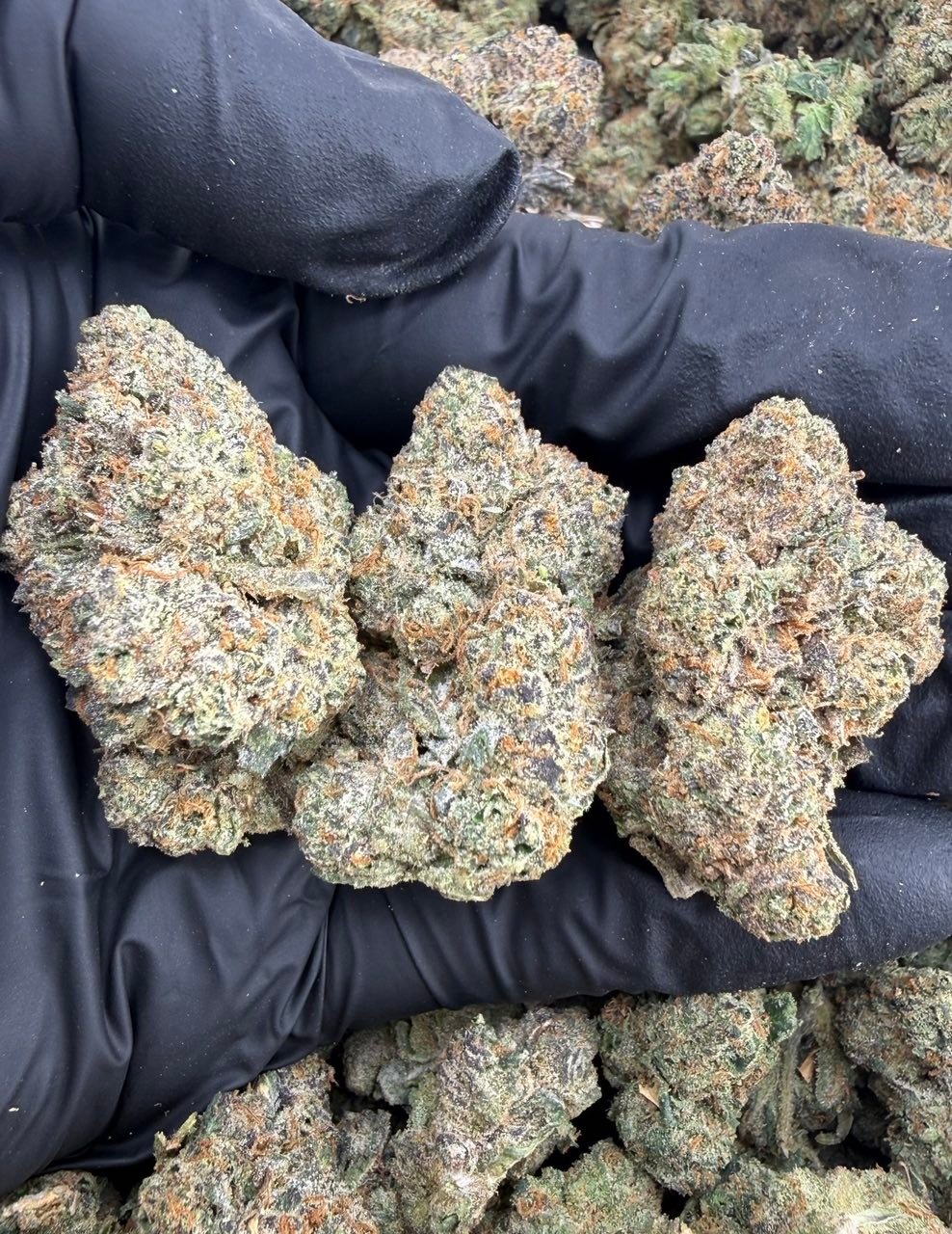 Blue Sierraz Strain | Exotic Berry Hybrid Cannabis Flower Blue Sierraz Strain | Exotic Berry Hybrid Cannabis Flower