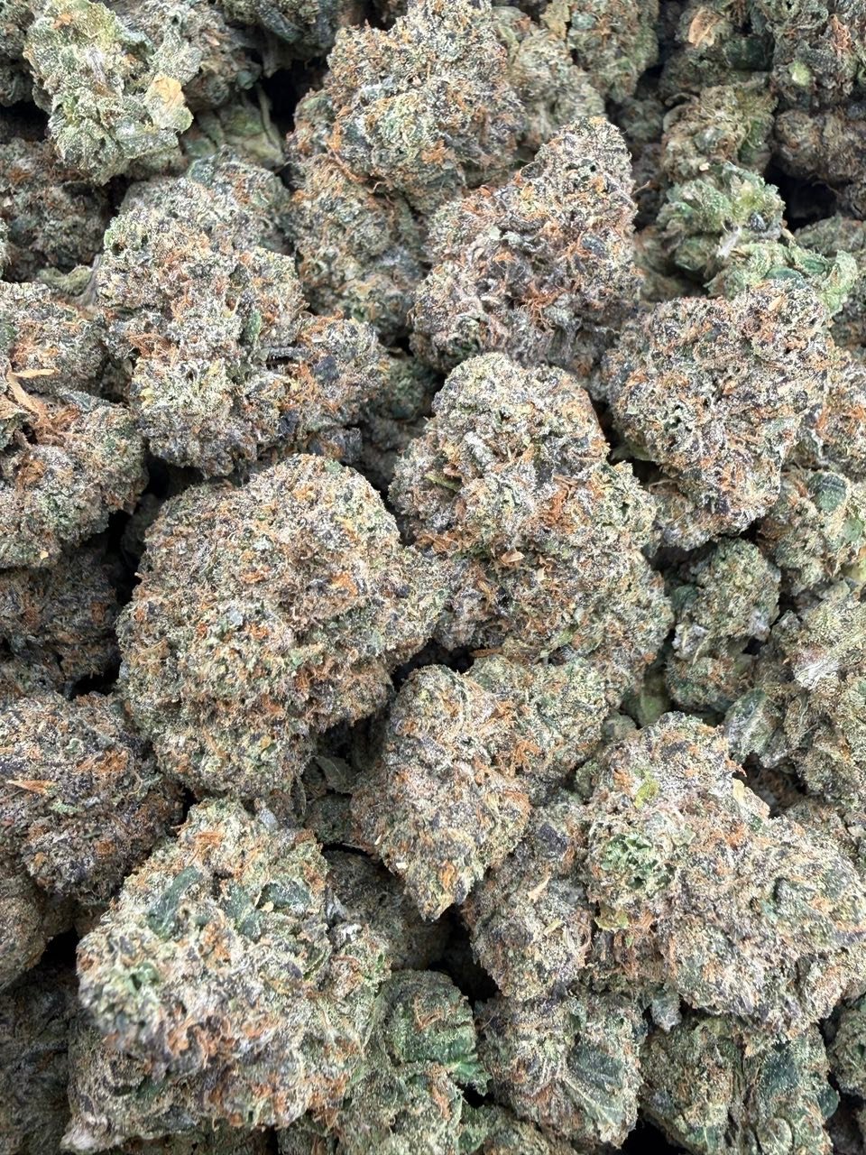 Blue Sierraz Strain | Exotic Berry Hybrid Cannabis Flower Blue Sierraz Strain | Exotic Berry Hybrid Cannabis Flower