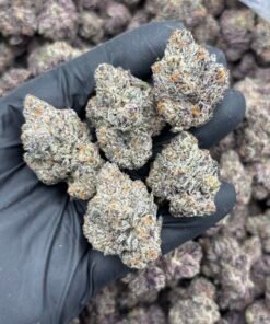 Wizard Trees Strain | Premium Exotic Hybrid Flower