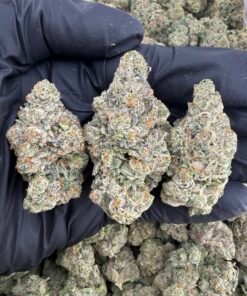 Mystical Gelato Strain