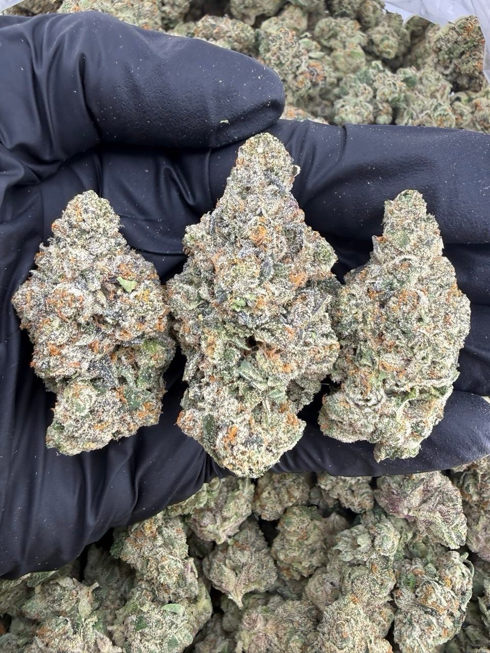 Mystical Gelato Strain Mystical Gelato Strain