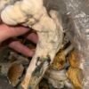 Premium Penis Envy Mushroom Spores