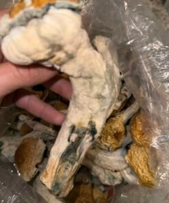 Premium Penis Envy Mushroom Spores