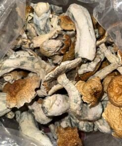 Premium Penis Envy Mushroom Spores