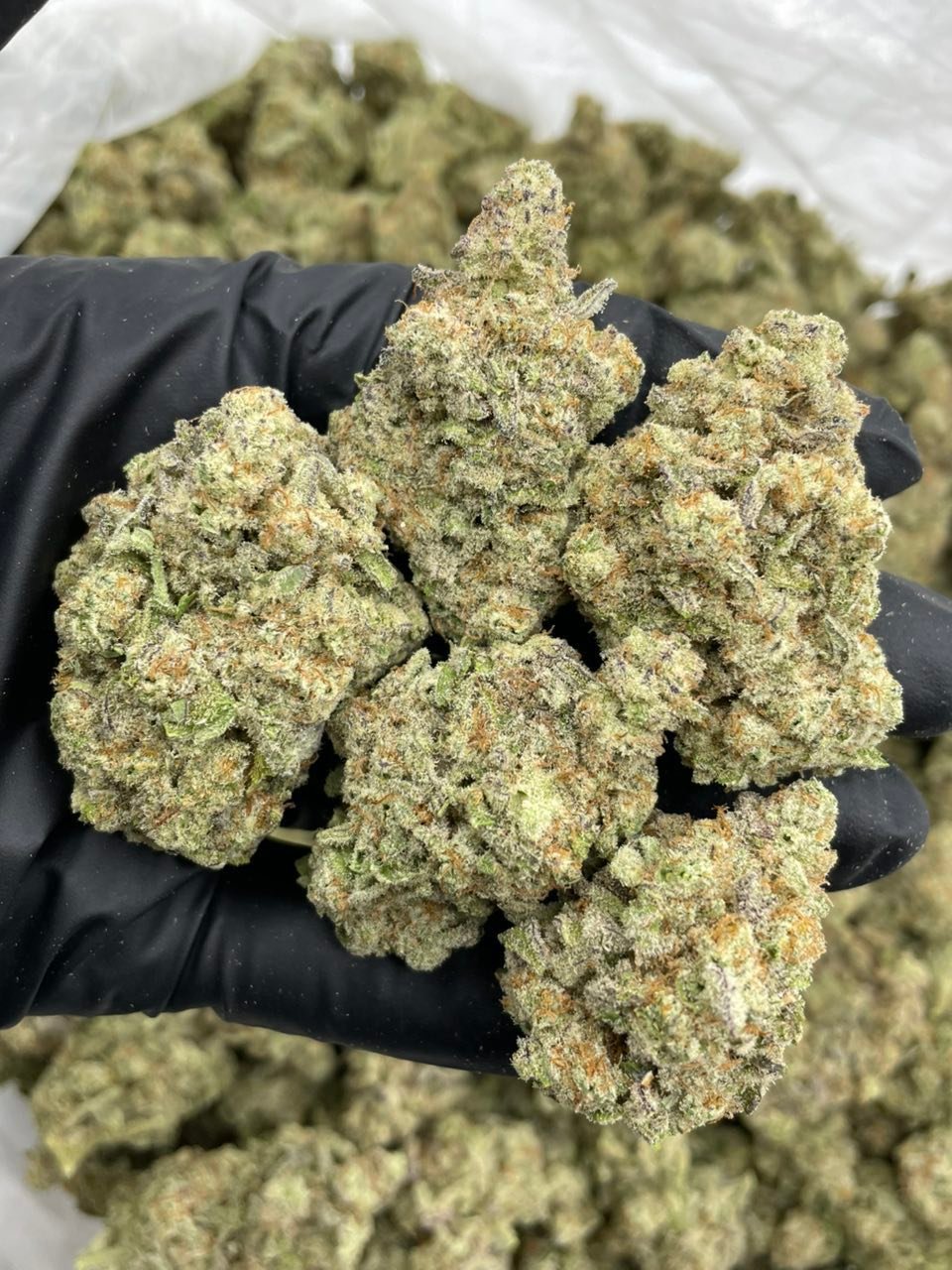 Strawberry Sprite Strain – Sweet Strawberry Lemon-Lime Cannabis Flower Strawberry Sprite Strain – Sweet Strawberry Lemon-Lime Cannabis Flower