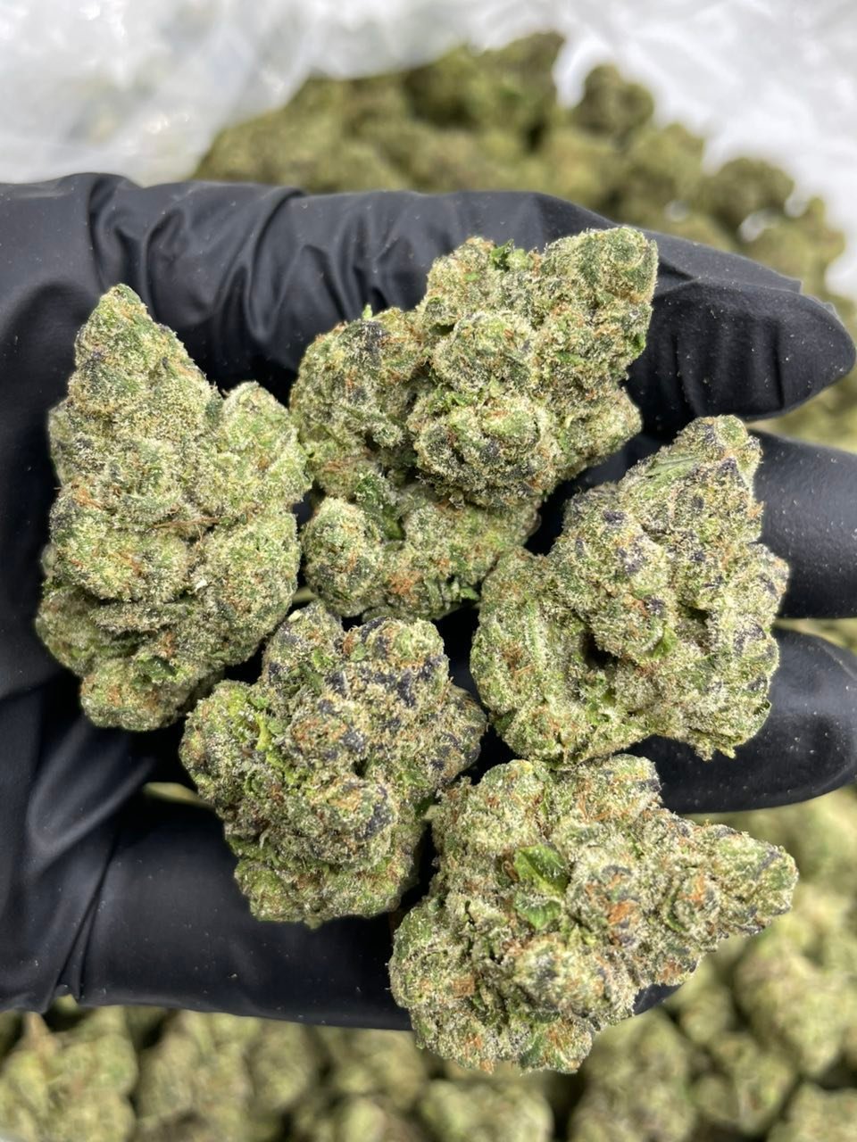 Frozen Funfetti Strain | Sweet Frosty Dessert Hybrid Frozen Funfetti Strain | Sweet Frosty Dessert Hybrid