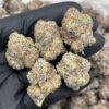 The Curse Strain | Sweet Citrus Diesel Hybrid