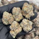 The Curse Strain | Sweet Citrus Diesel Hybrid