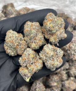 The Curse Strain | Sweet Citrus Diesel Hybrid