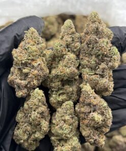 Dlish Weed Strain | Premium D-Lish Hybrid Cannabis Flower