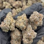 Blue Walker Weed Strain – Sativa-Dominant Hybrid Cannabis Flower