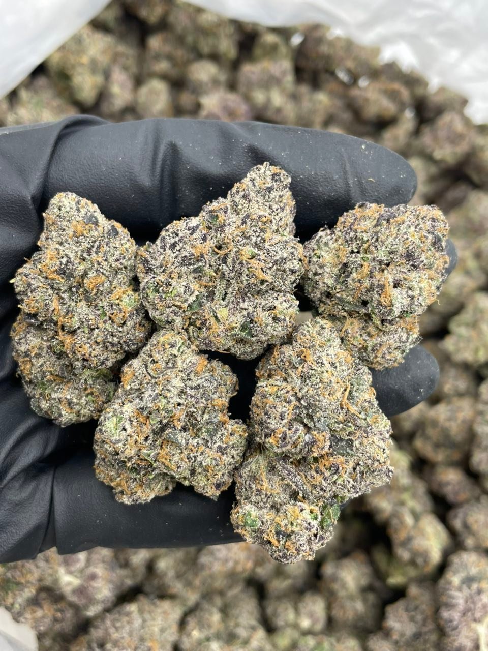 Tornado Runtz Weed Strain | Sweet Hybrid Cannabis Flower Tornado Runtz Weed Strain | Sweet Hybrid Cannabis Flower