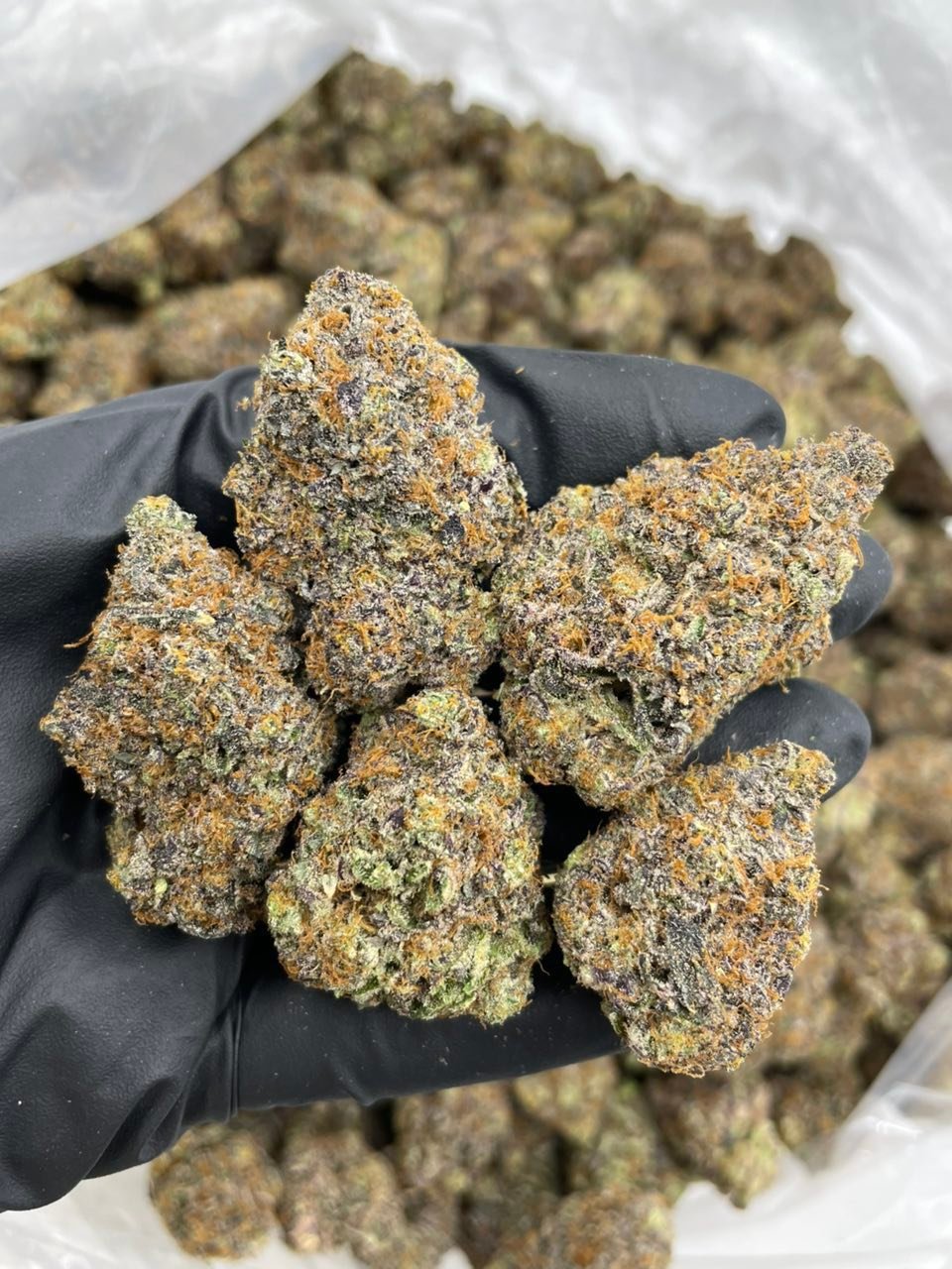 Peach Mimosa Weed Strain | Sweet Sativa-Dominant Hybrid Peach Mimosa Weed Strain | Sweet Sativa-Dominant Hybrid