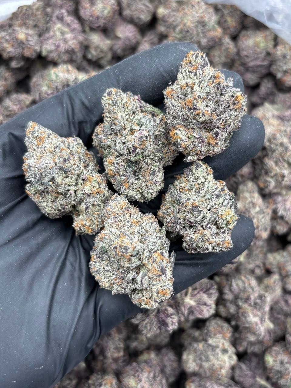 Wizard Trees Strain | Premium Exotic Hybrid Flower Wizard Trees Strain | Premium Exotic Hybrid Flower