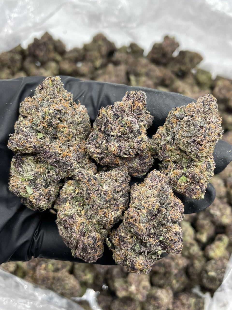 Permanent Dosi Weed Strain | Chemical Gas Hybrid Flower Permanent Dosi Weed Strain | Chemical Gas Hybrid Flower