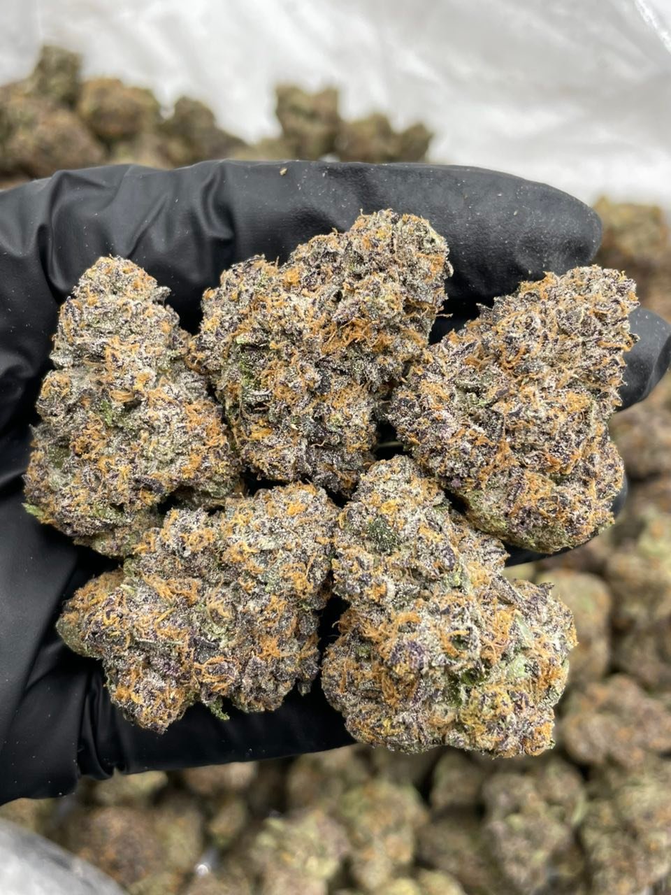 Zourburst Weed Strain | Sour Candy Hybrid Flower Zourburst Weed Strain | Sour Candy Hybrid Flower