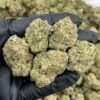 Milkshakes Weed Strain | Creamy Dessert Hybrid Flower