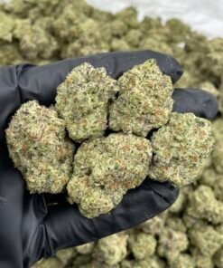 Milkshakes Weed Strain | Creamy Dessert Hybrid Flower