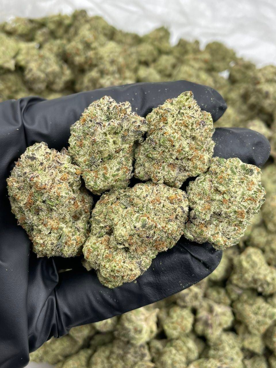 Milkshakes Weed Strain | Creamy Dessert Hybrid Flower Milkshakes Weed Strain | Creamy Dessert Hybrid Flower
