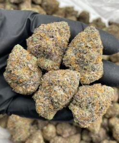 Bubblegum Zonutz Weed Strain | Sweet Candy Hybrid Flower