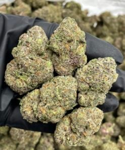 Grape Dosido Weed Strain | Sweet Grape Hybrid Flower