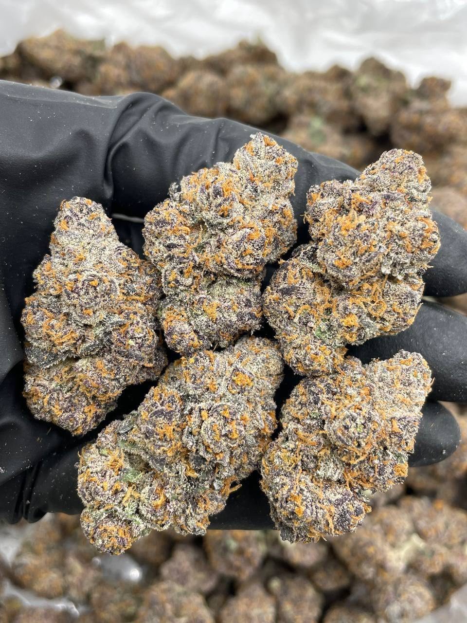 Rainbow Gelonade Weed Strain | Citrus Candy Hybrid Flower Rainbow Gelonade Weed Strain | Citrus Candy Hybrid Flower