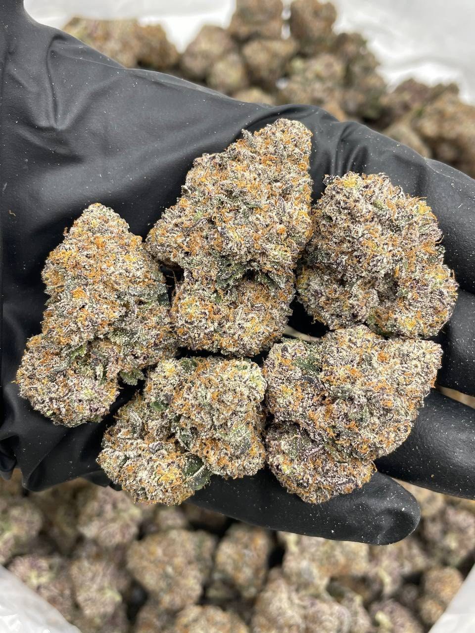 Runtz Mintz Weed Strain | Sweet Mint Diesel Hybrid Flower Runtz Mintz Weed Strain | Sweet Mint Diesel Hybrid Flower