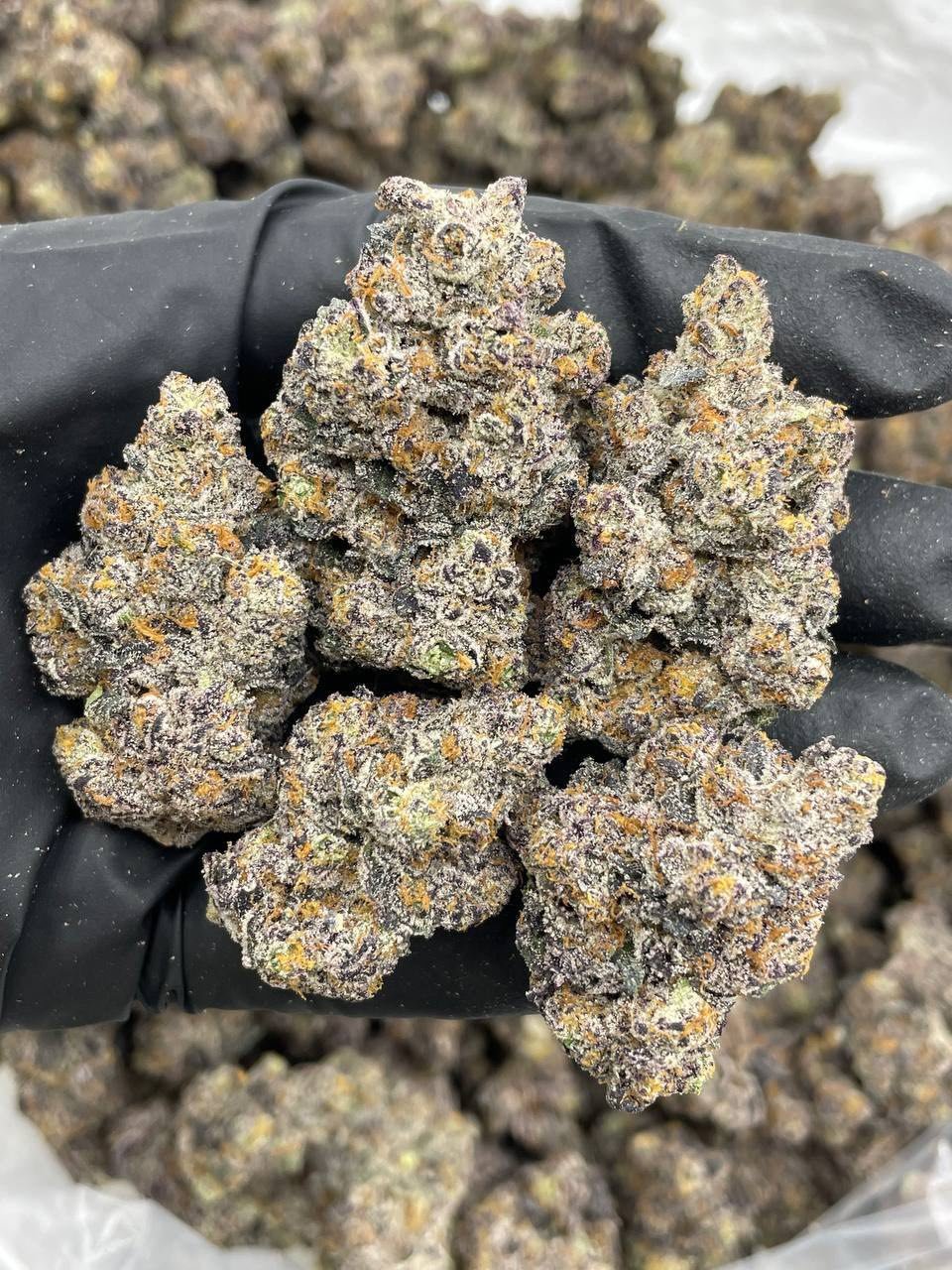 Black Cherry Sharpie Weed Strain | Dark Cherry Gas Hybrid Black Cherry Sharpie Weed Strain | Dark Cherry Gas Hybrid