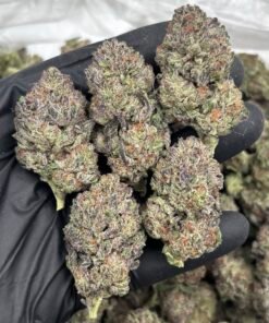 Cotton Candy Weed Strain | Sweet Lavender Hybrid Flower