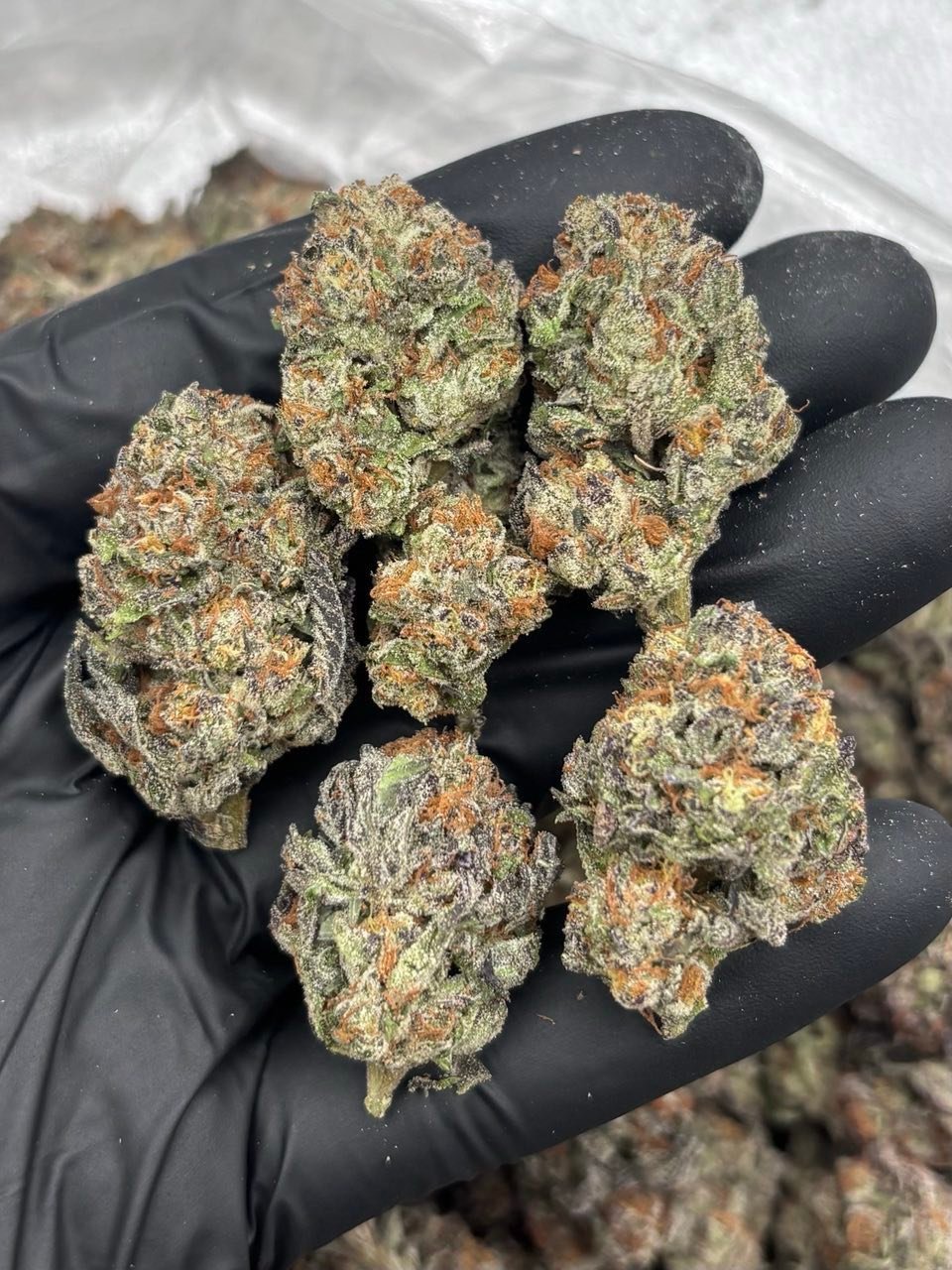 Rainbow Poppers Weed Strain | Fruity Candy Hybrid Flower Rainbow Poppers Weed Strain | Fruity Candy Hybrid Flower