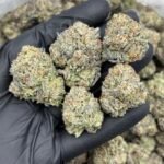 Zanimal Crackers Weed Strain | Candy Cookie Hybrid Flower