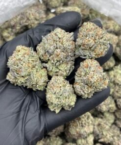 Zanimal Crackers Weed Strain | Candy Cookie Hybrid Flower