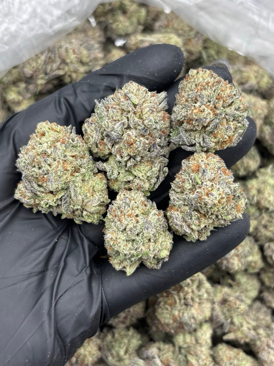 Zanimal Crackers Weed Strain | Candy Cookie Hybrid Flower Zanimal Crackers Weed Strain | Candy Cookie Hybrid Flower