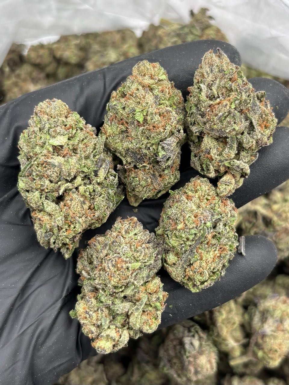 Candy Runtz Weed Strain | Sweet Candy Hybrid Flower Candy Runtz Weed Strain | Sweet Candy Hybrid Flower