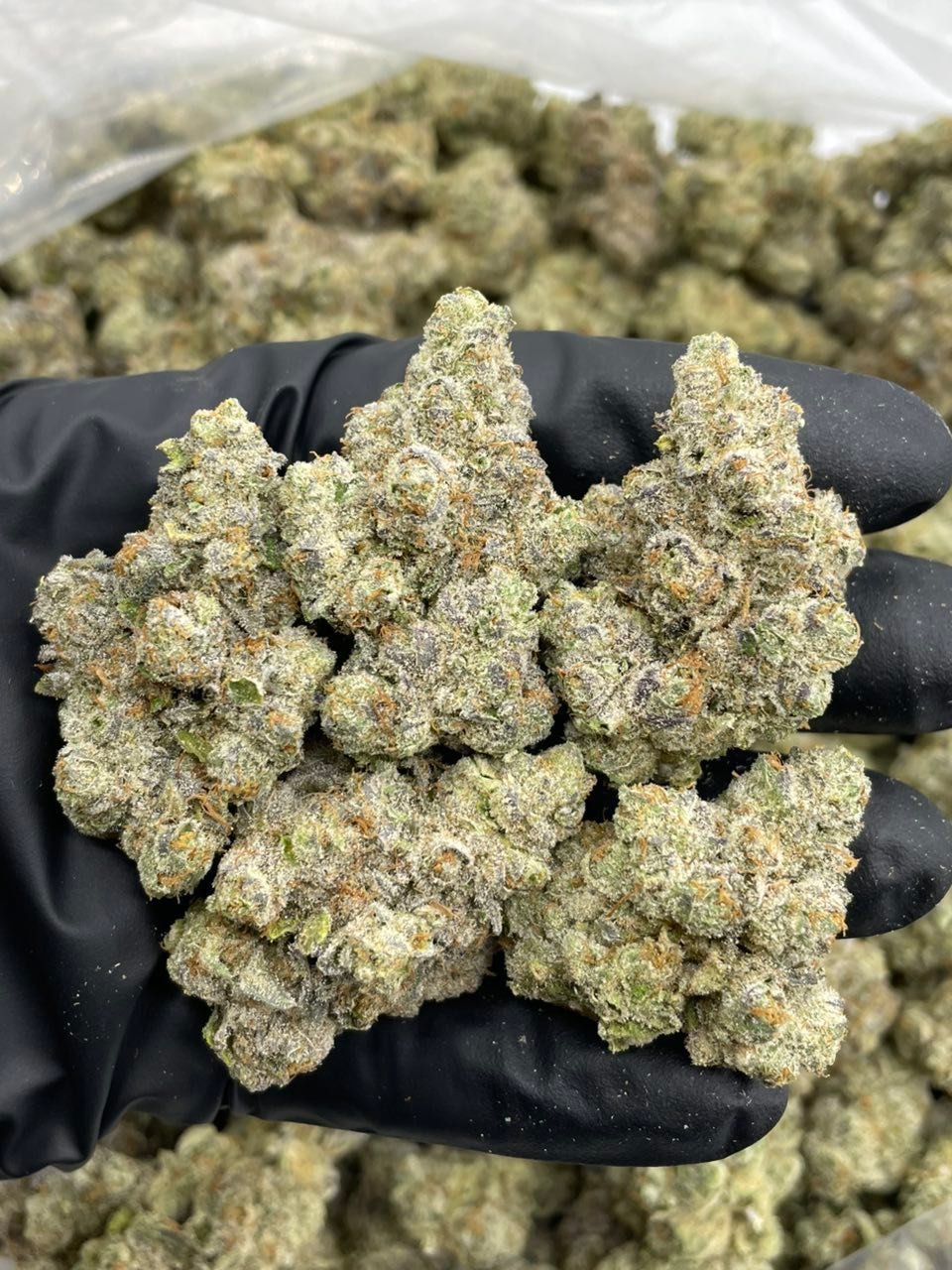 Blue Cream Soda Weed Strain | Blueberry Cream Hybrid Flower Blue Cream Soda Weed Strain | Blueberry Cream Hybrid Flower