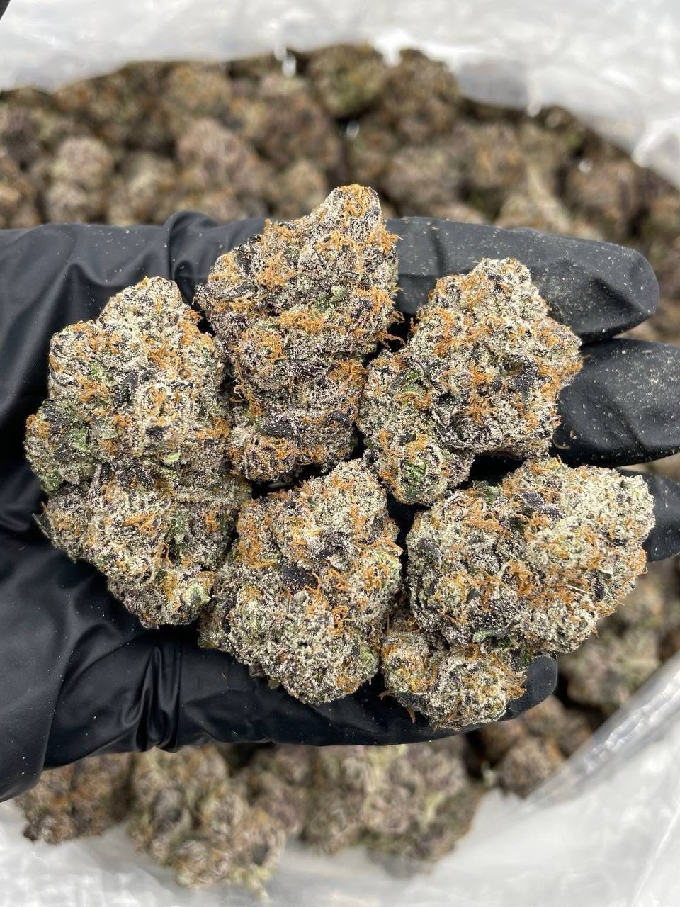 Party Popperz Weed Strain | Candy Gas Hybrid Flower Party Popperz Weed Strain | Candy Gas Hybrid Flower