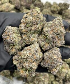 Gorilla Gruntz Weed Strain | Candy Gas Hybrid Flower