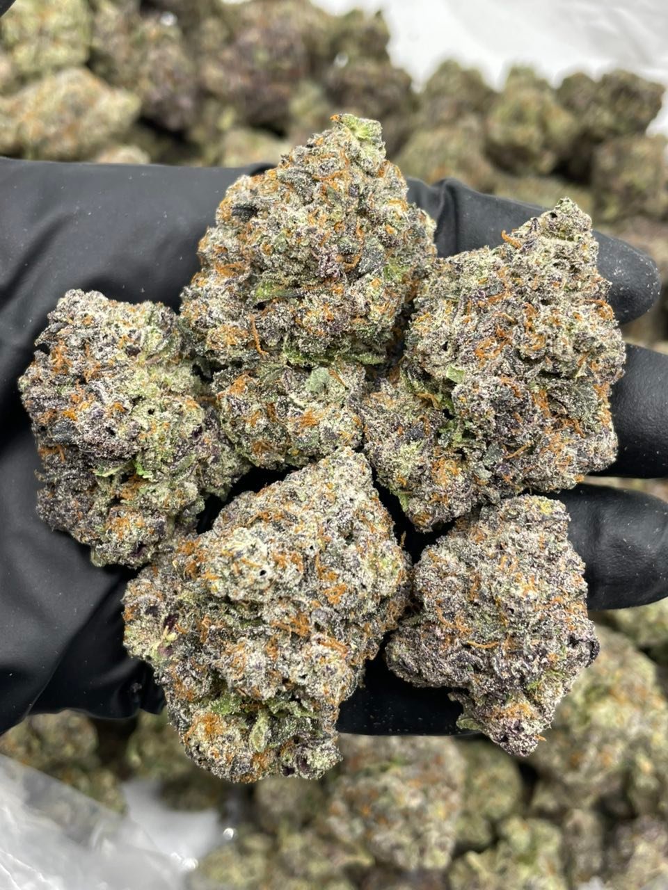 Gorilla Gruntz Weed Strain | Candy Gas Hybrid Flower Gorilla Gruntz Weed Strain | Candy Gas Hybrid Flower