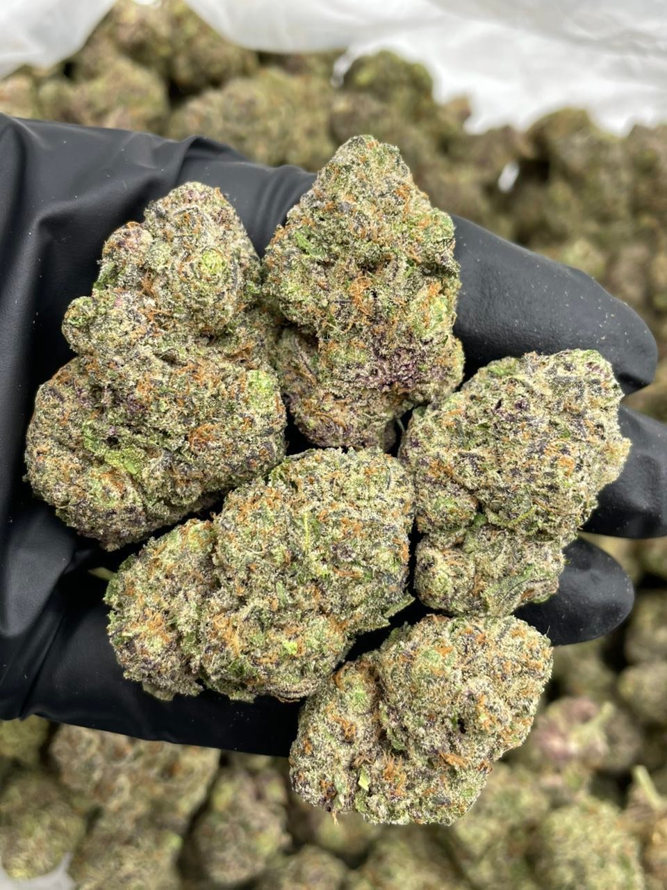 Grape Dosido Weed Strain | Sweet Grape Hybrid Flower Grape Dosido Weed Strain | Sweet Grape Hybrid Flower